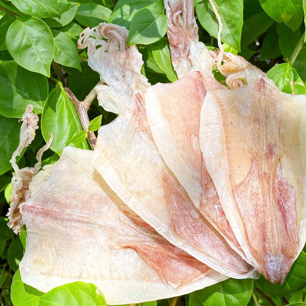 Khô mực các loại