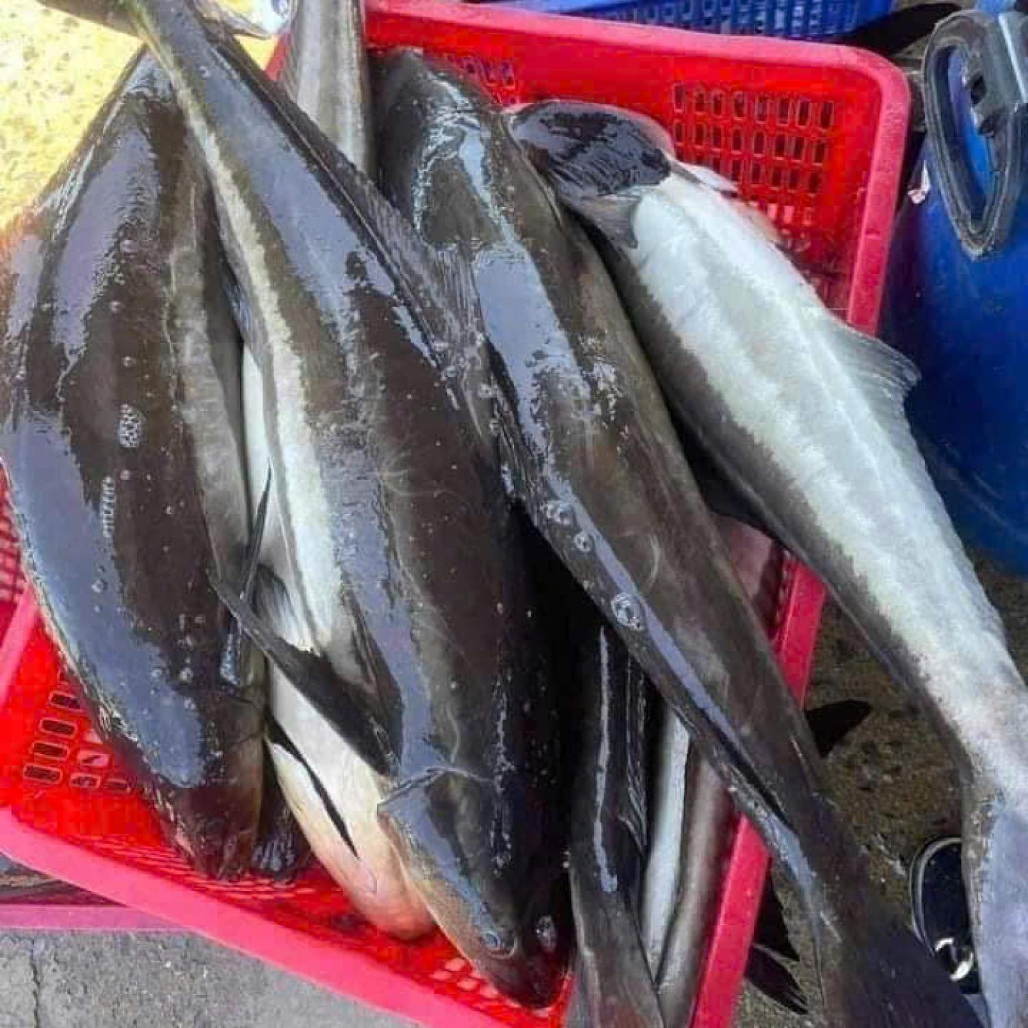 Cá bóp tươi bự nguyên con