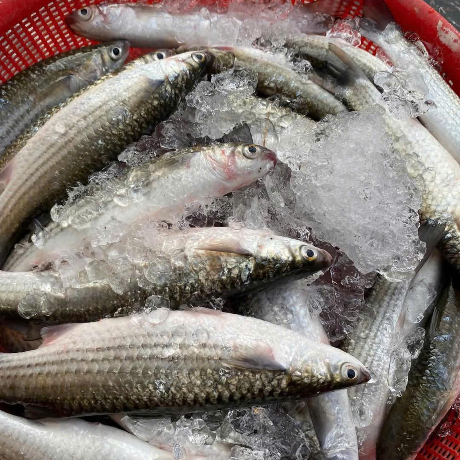 Cá đối 5-6 con/kg