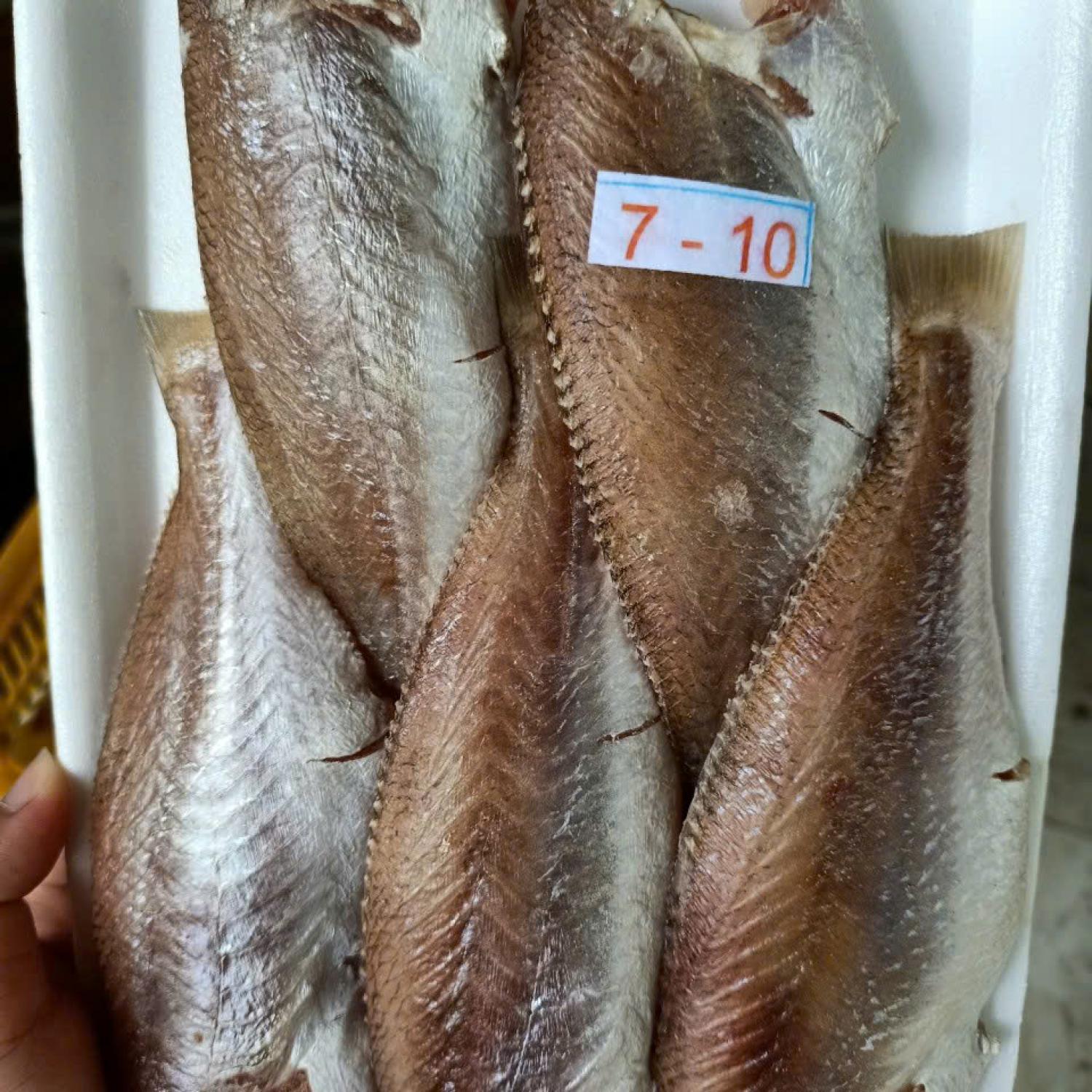 Cá đù 1 nắng 7-10 con/kg