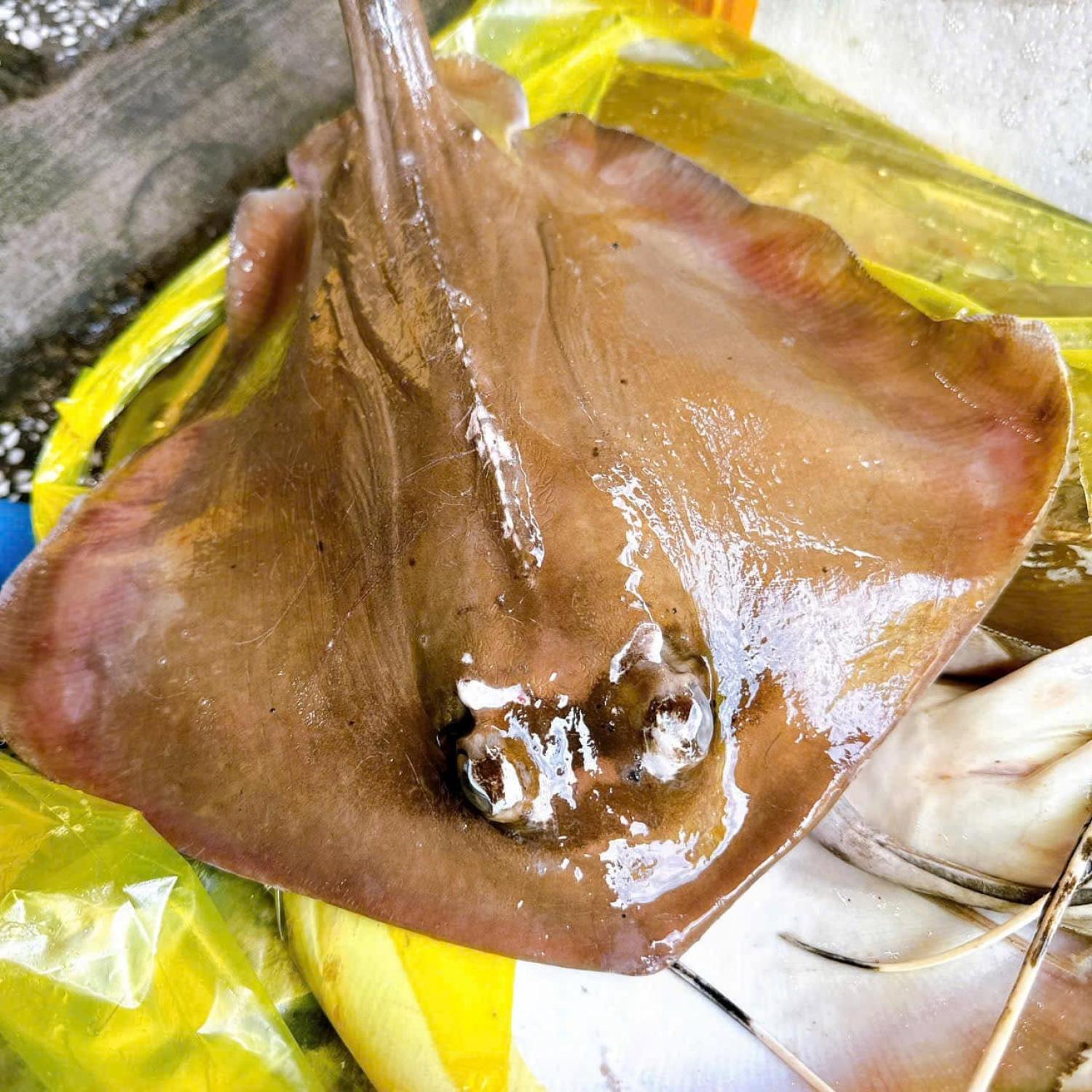 Cá đuối tươi