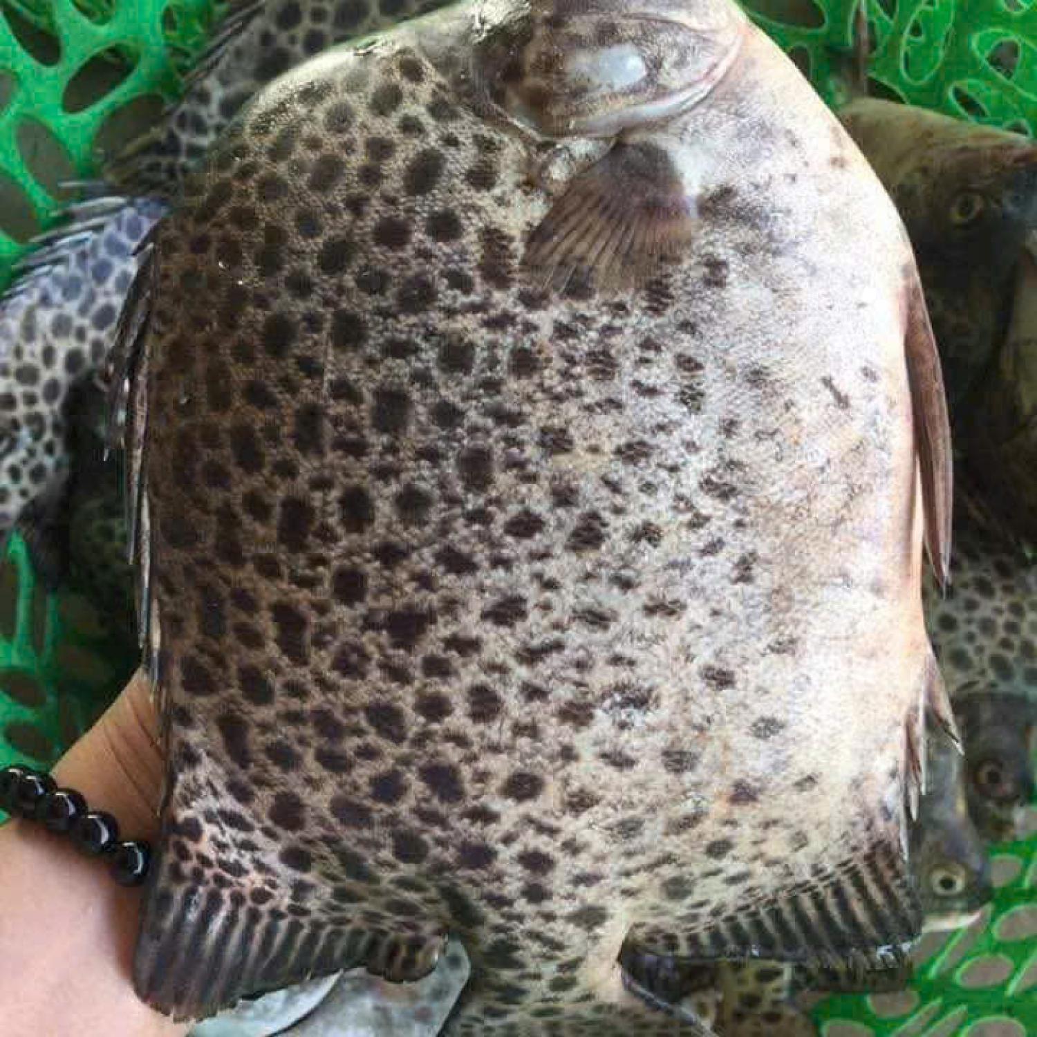 Cá nâu 700g trở lên