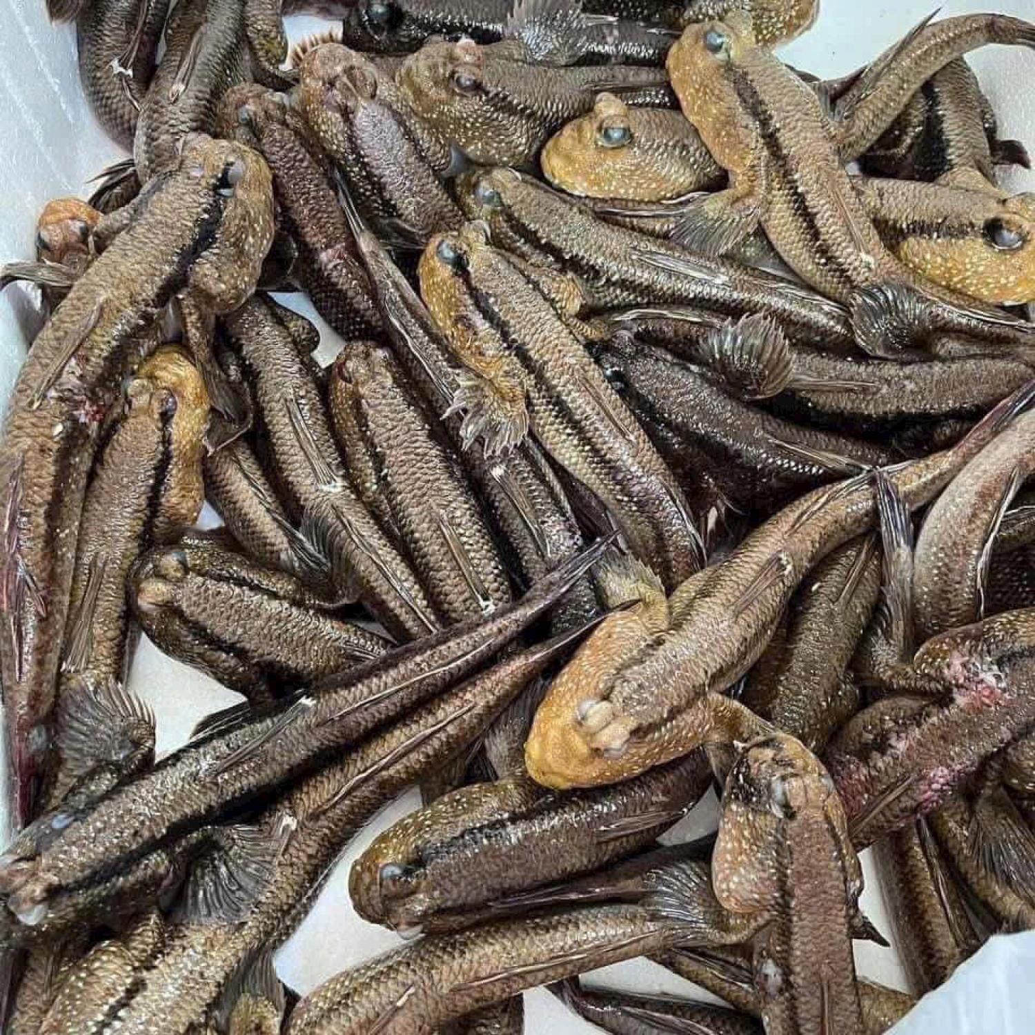 Cá thòi lòi sống
