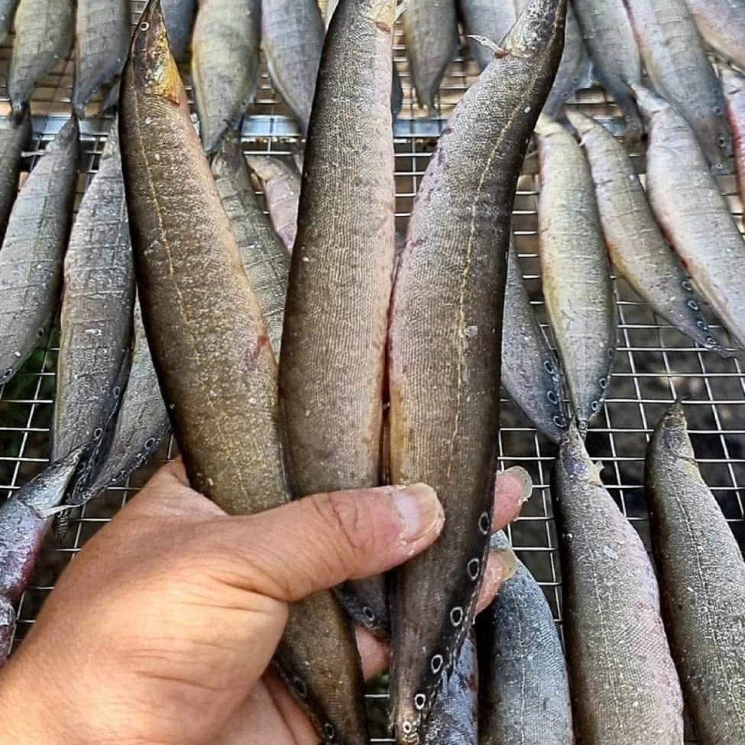 Chạch 1 nắng 30 con/kg