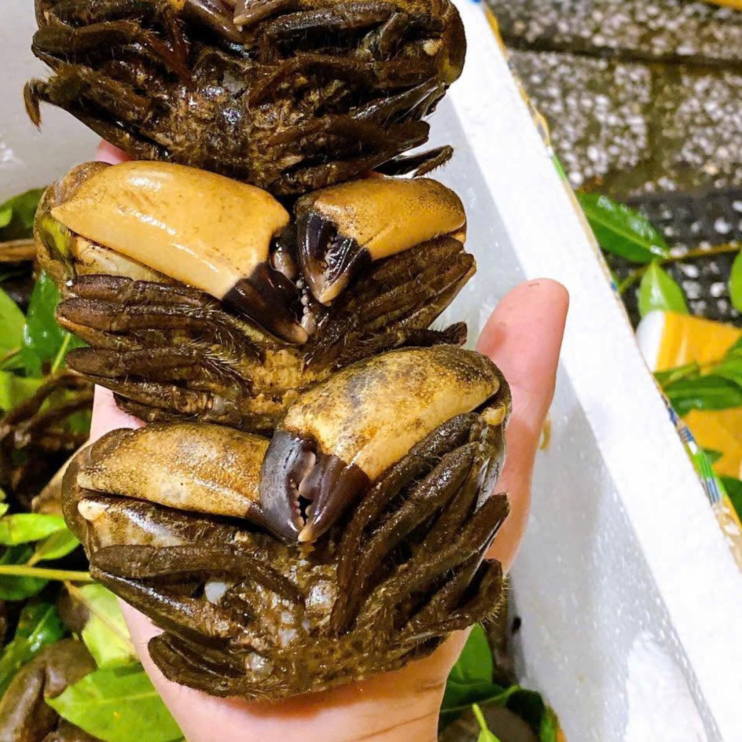Cua đá bự 6-9 con/kg