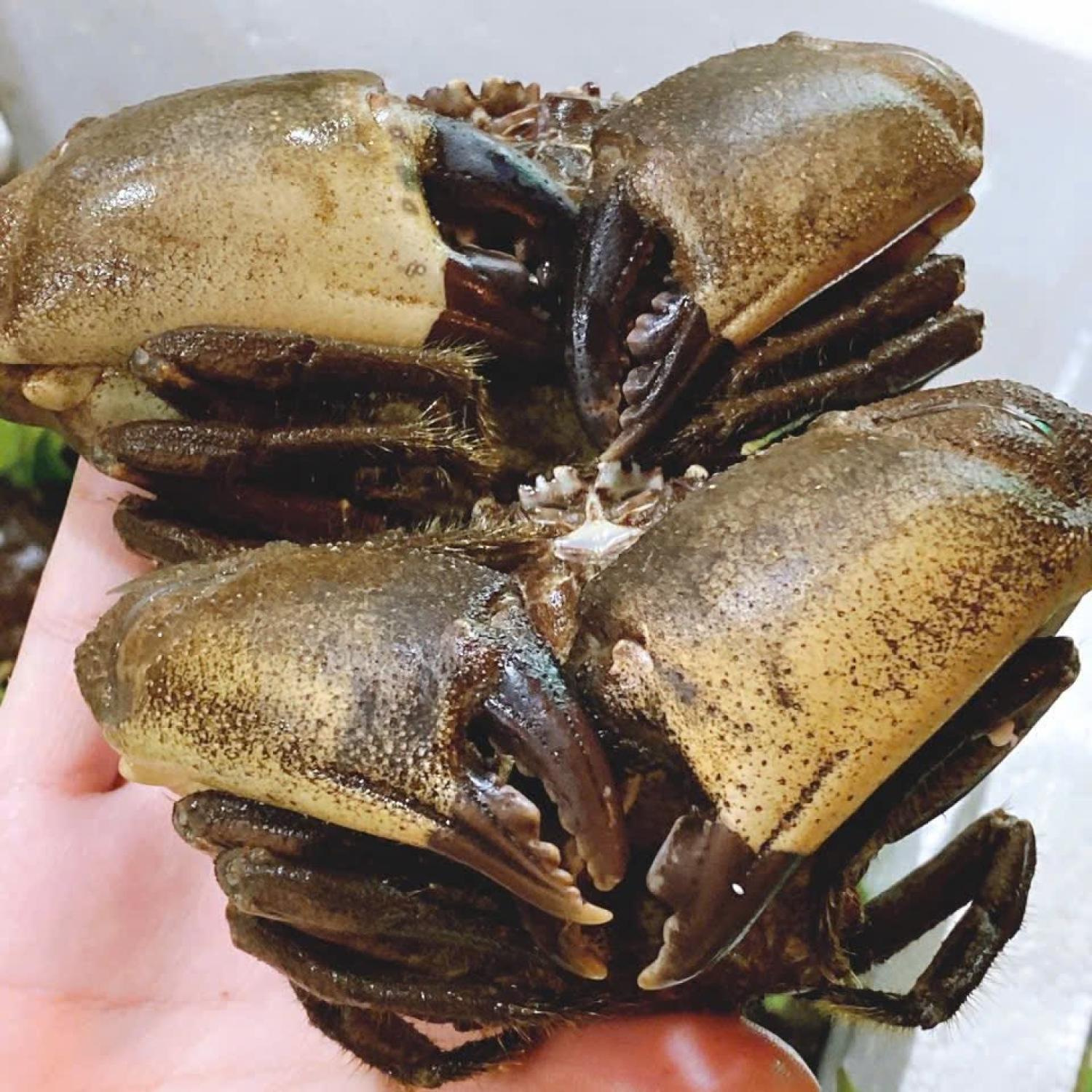 Cua đá cồ