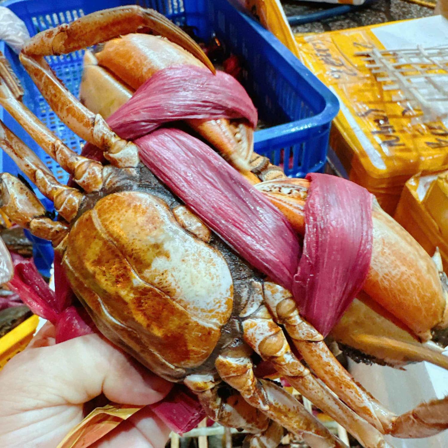 Cua gạch đầy size khủng