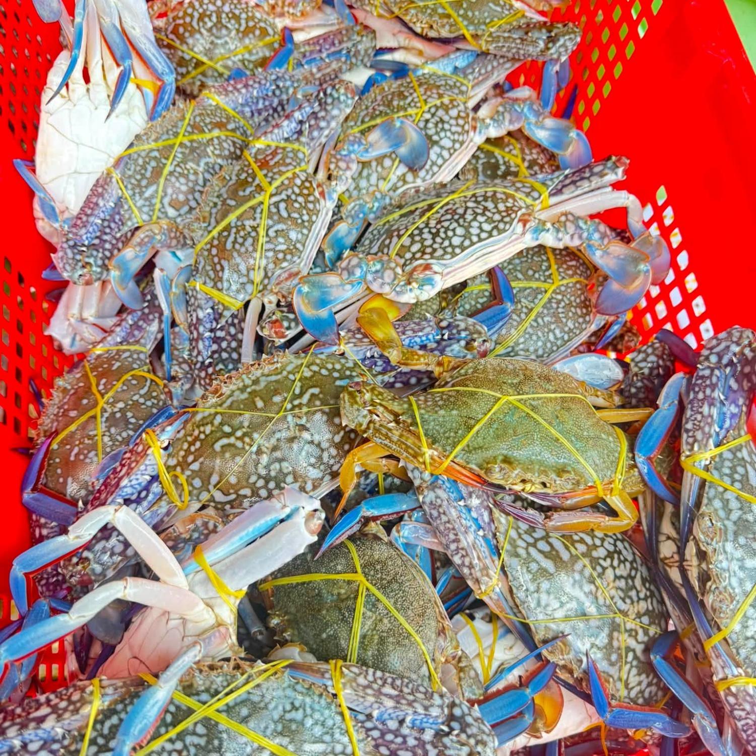 Ghẹ xanh 11-15 con/kg