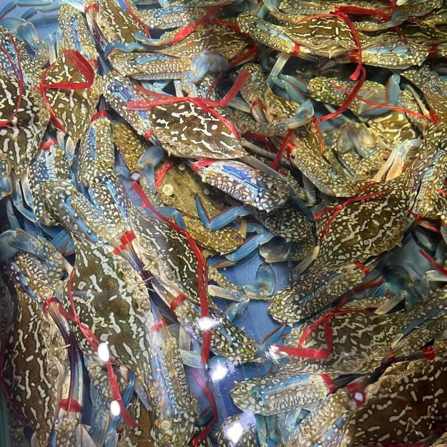 Ghẹ xanh 6-7 con/kg