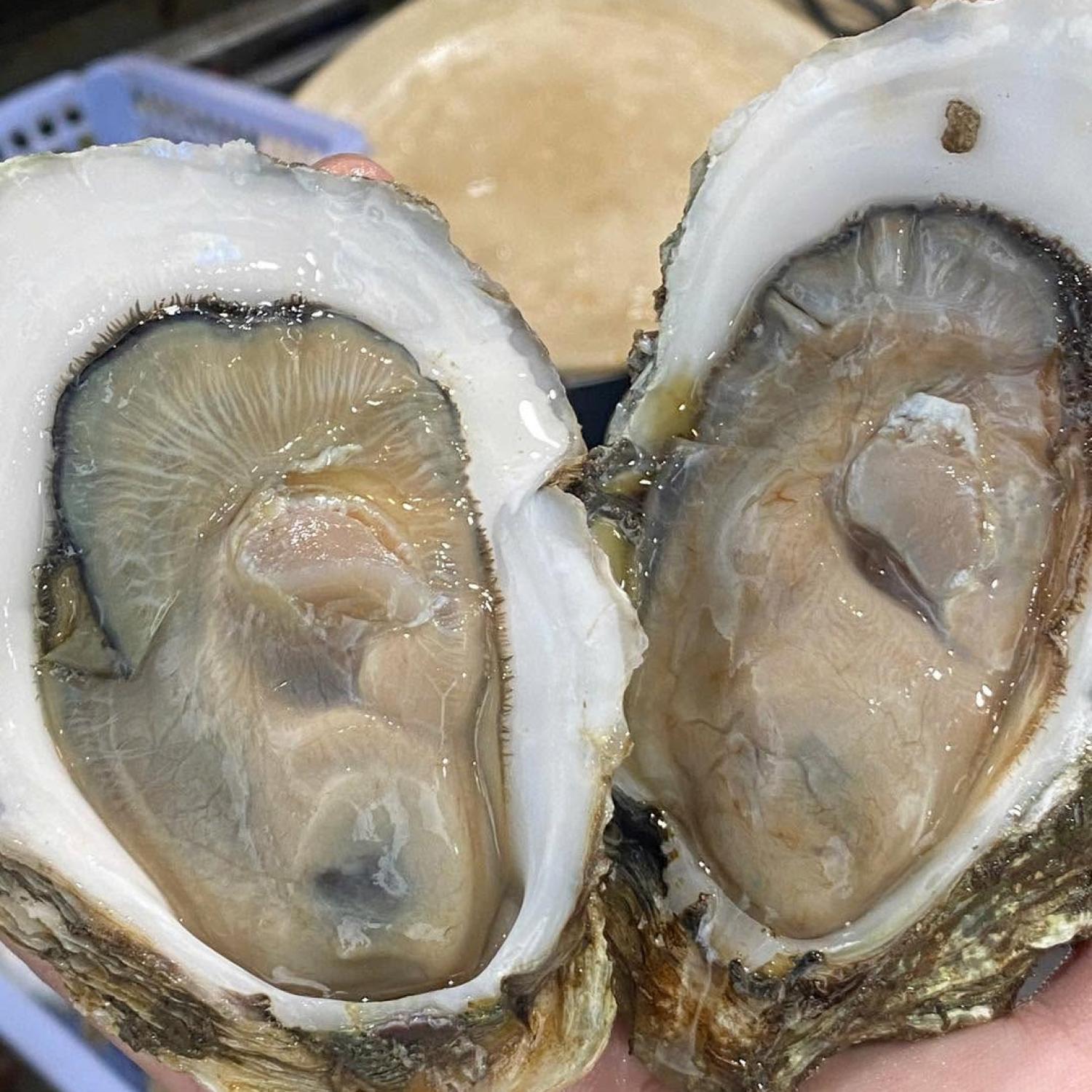 Hàu đá Long sơn