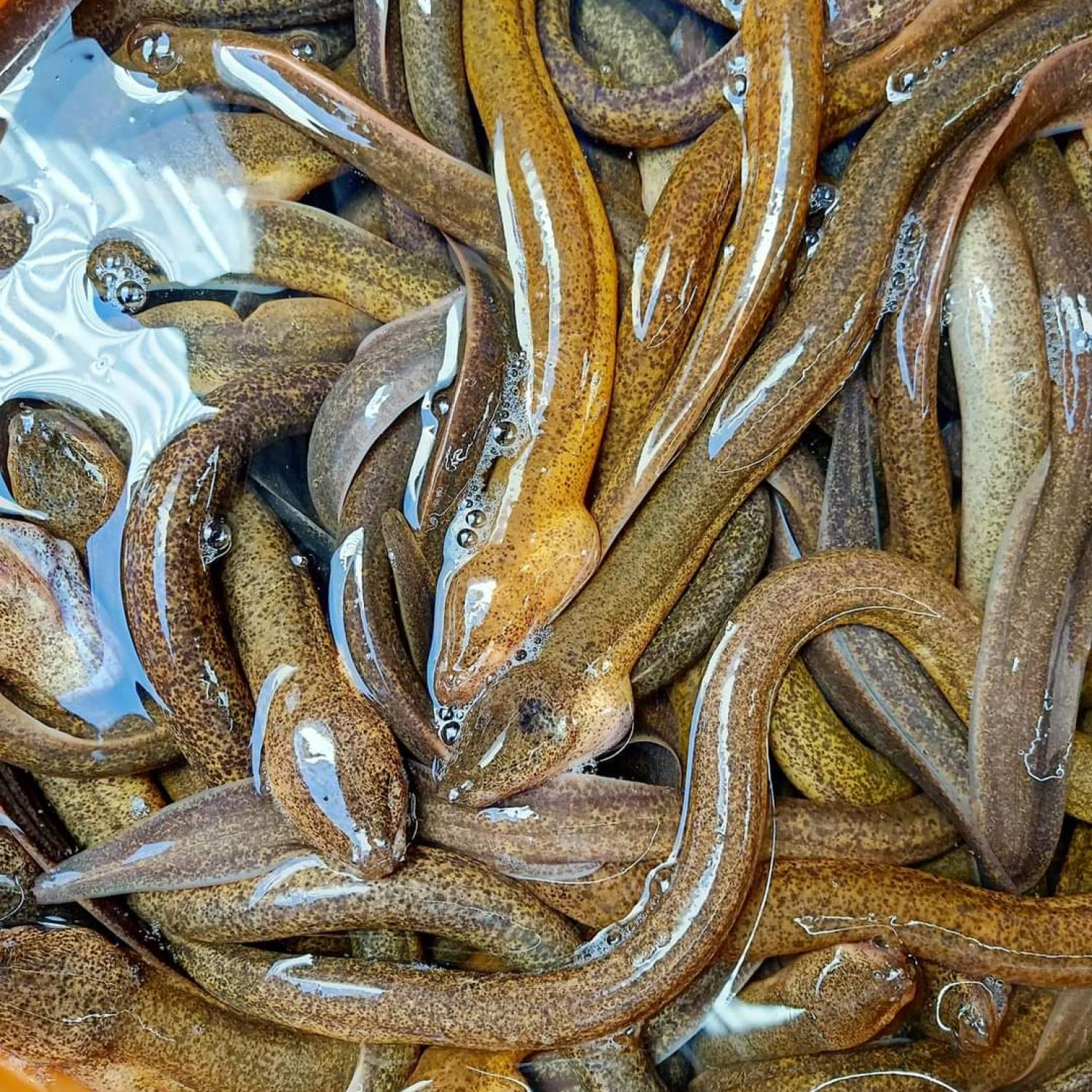Lịch vuông sống