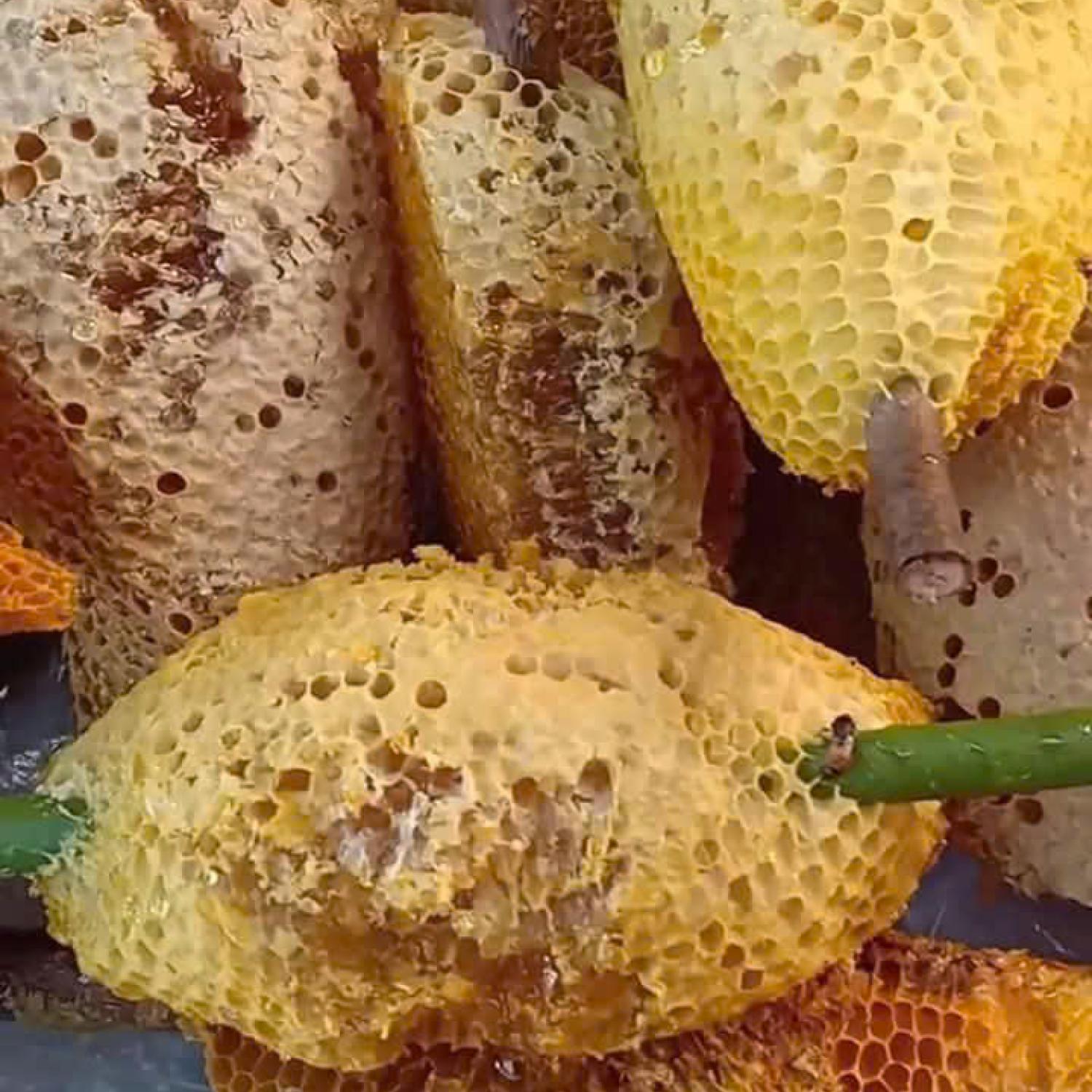 Mật ong ruồi U Minh (lít)