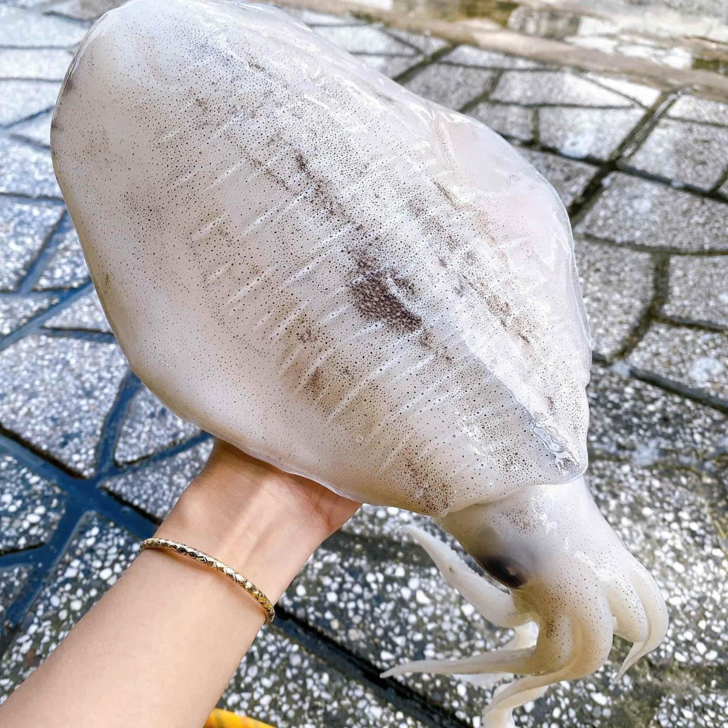 Mực lá lớn