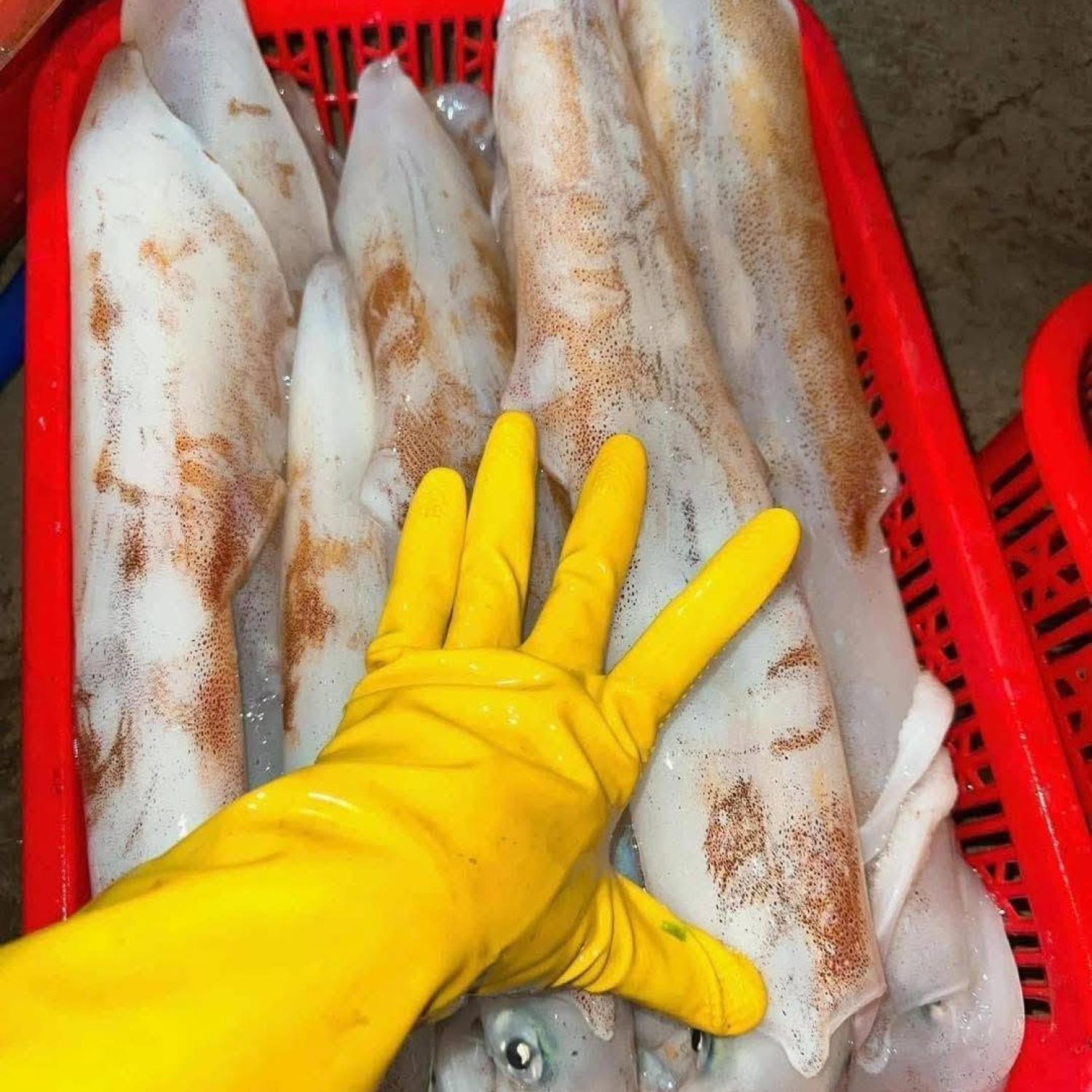 Mực ống thước 1-2 con/kg
