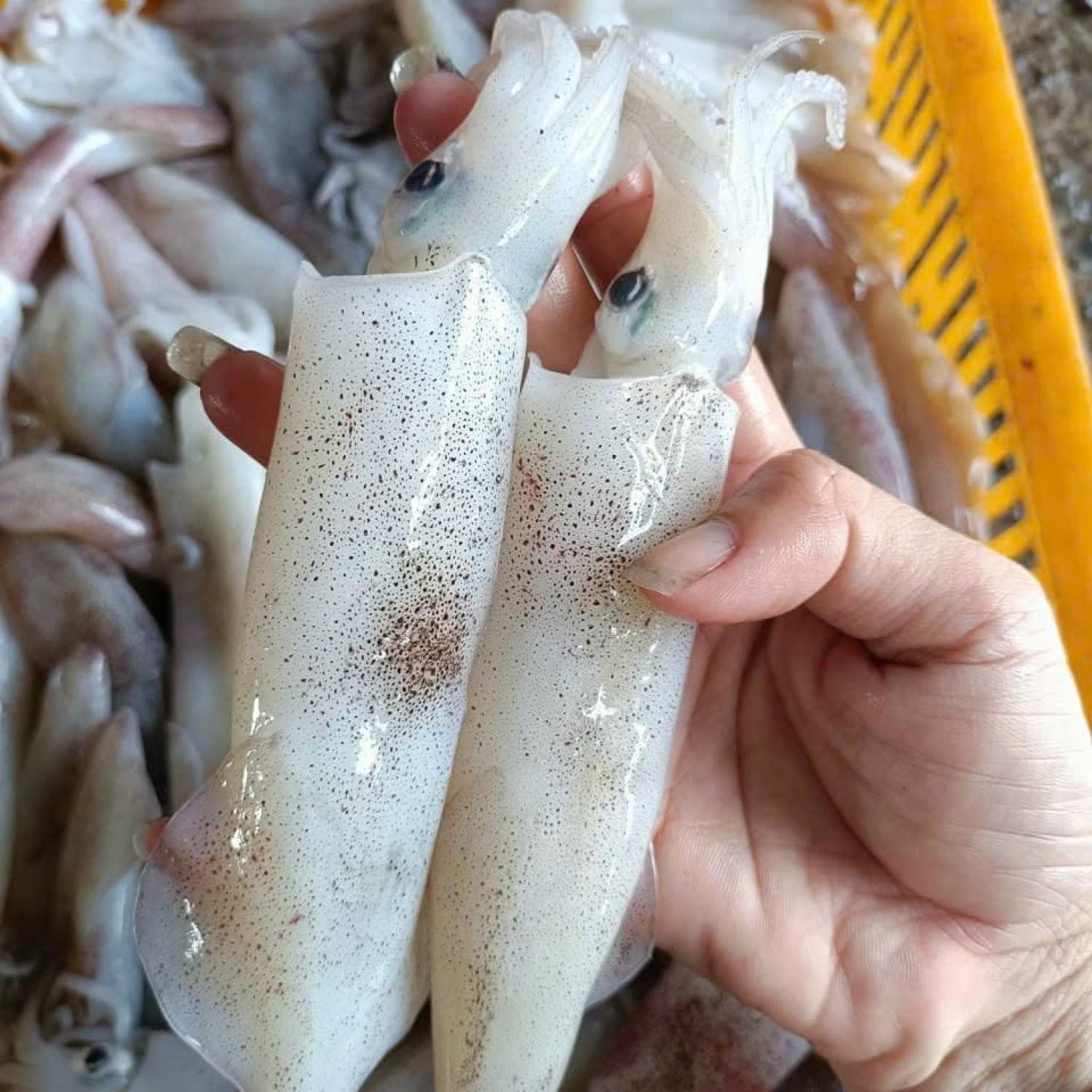 Mực ống trứng tươi
