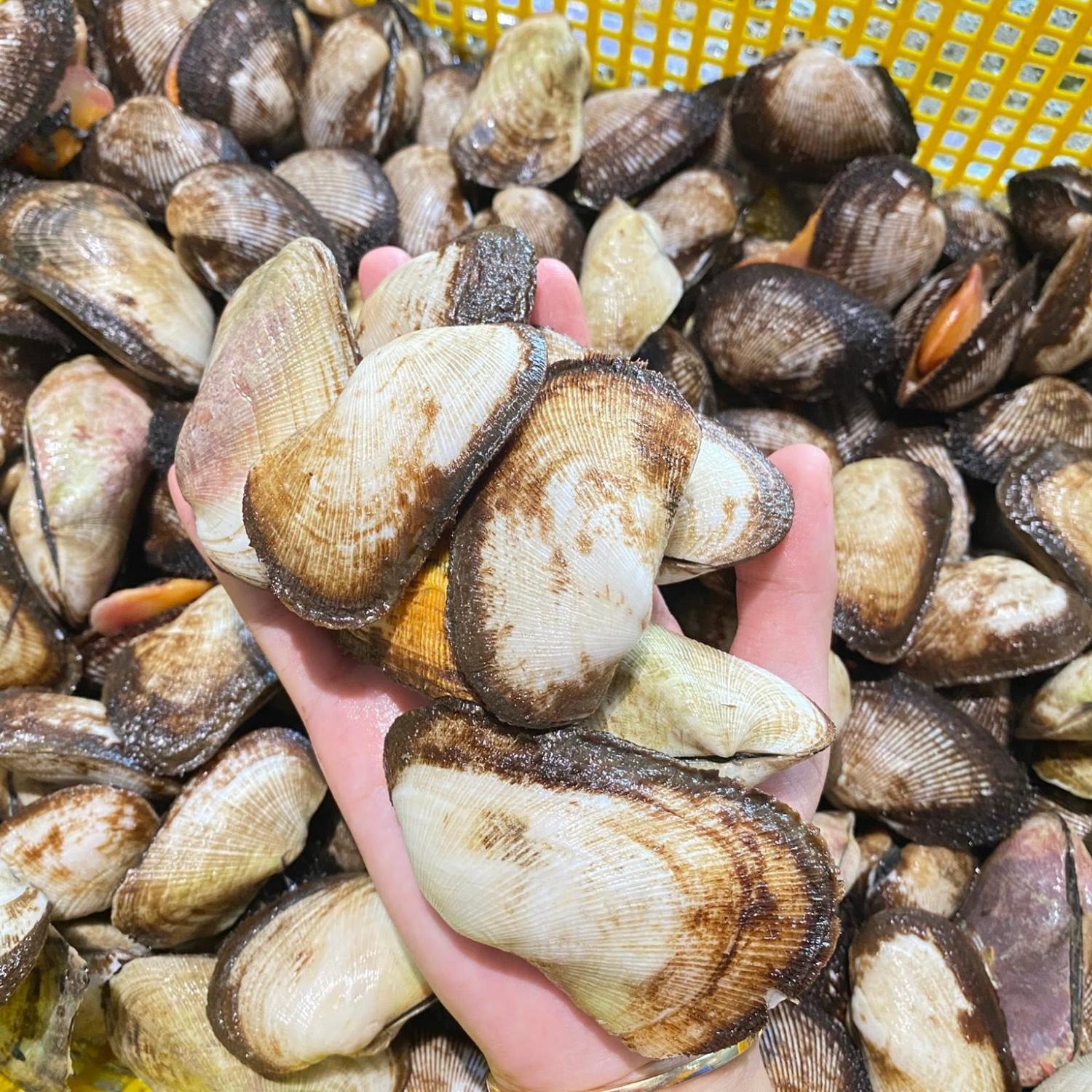 Sò dẹo vàng