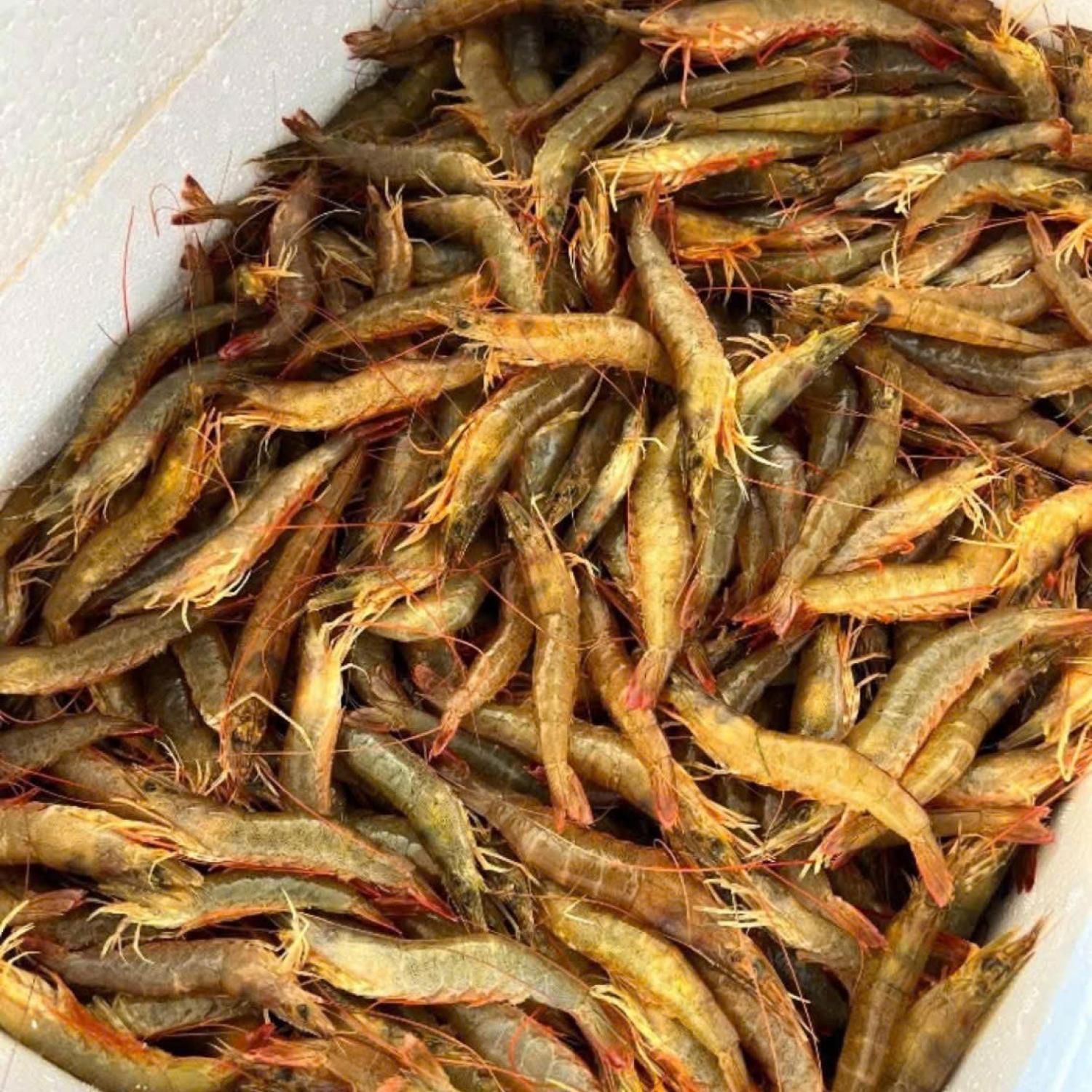 Tôm đất thiên nhiên sống