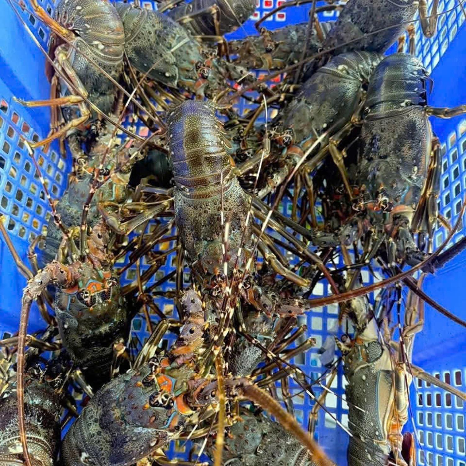 Tôm hùm xanh sống