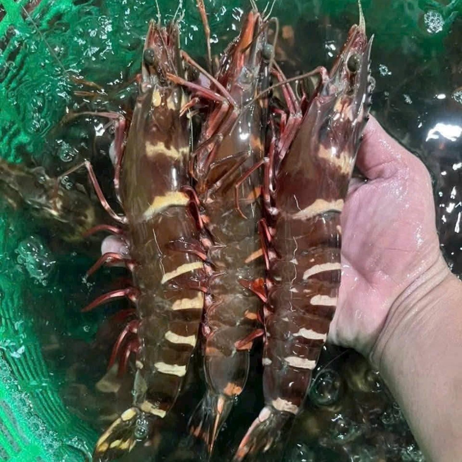 Tôm sú sống 20-25 con/kg