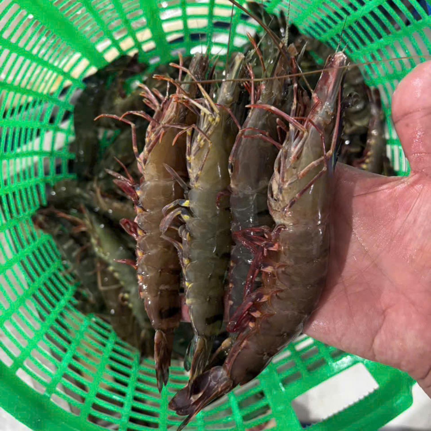 Tôm sú vuông tươi 20-25 con/kg