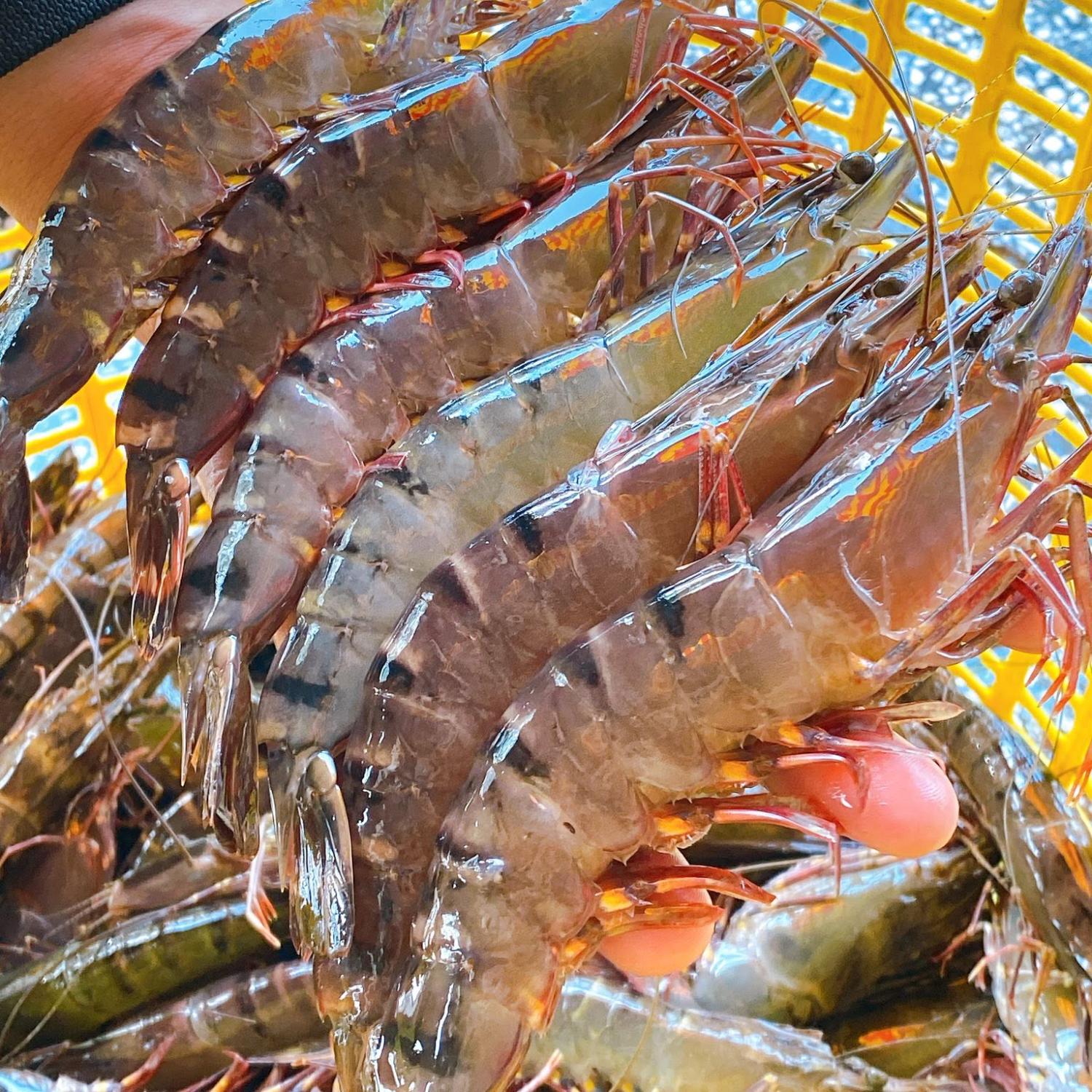 Tôm sú vuông tươi 40-50 con/kg