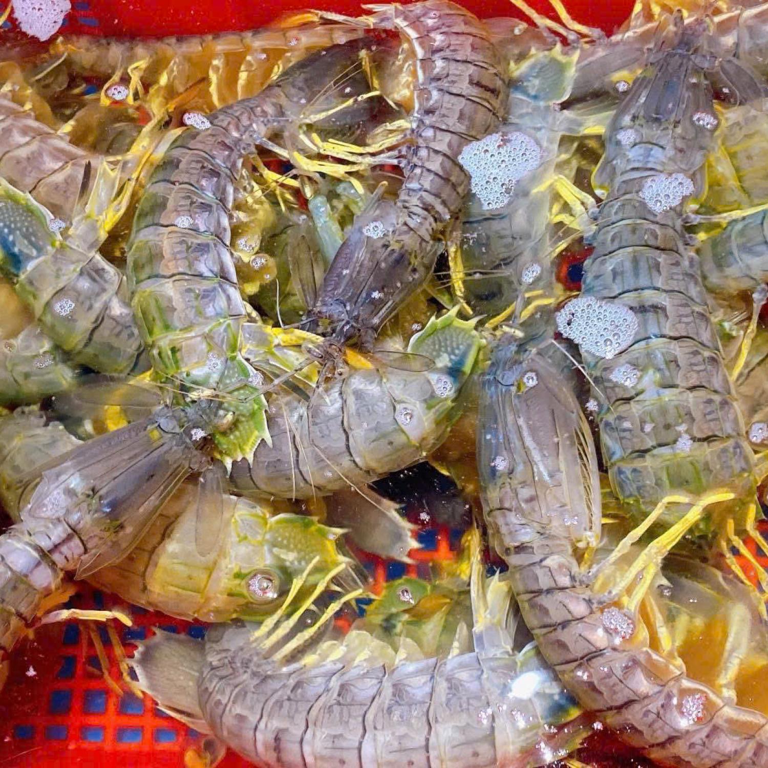 Tôm tích sống